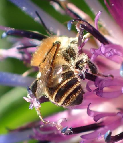 Osmia signata